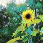 Summer Sunflowers Vol. II