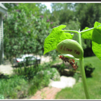 The Perfect Mother’s Day Gift, An “I Love You” Bean Plant!