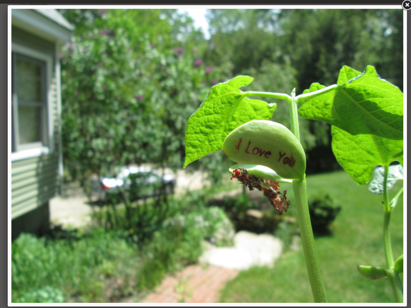 The Perfect Mother’s Day Gift, An “I Love You” Bean Plant!
