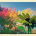 Fall Sunflower