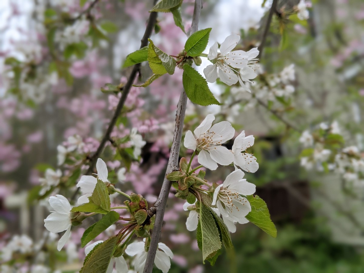 White Weeping Cherry Tree Flowers