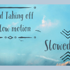 Birds Taking off in Slow Motion