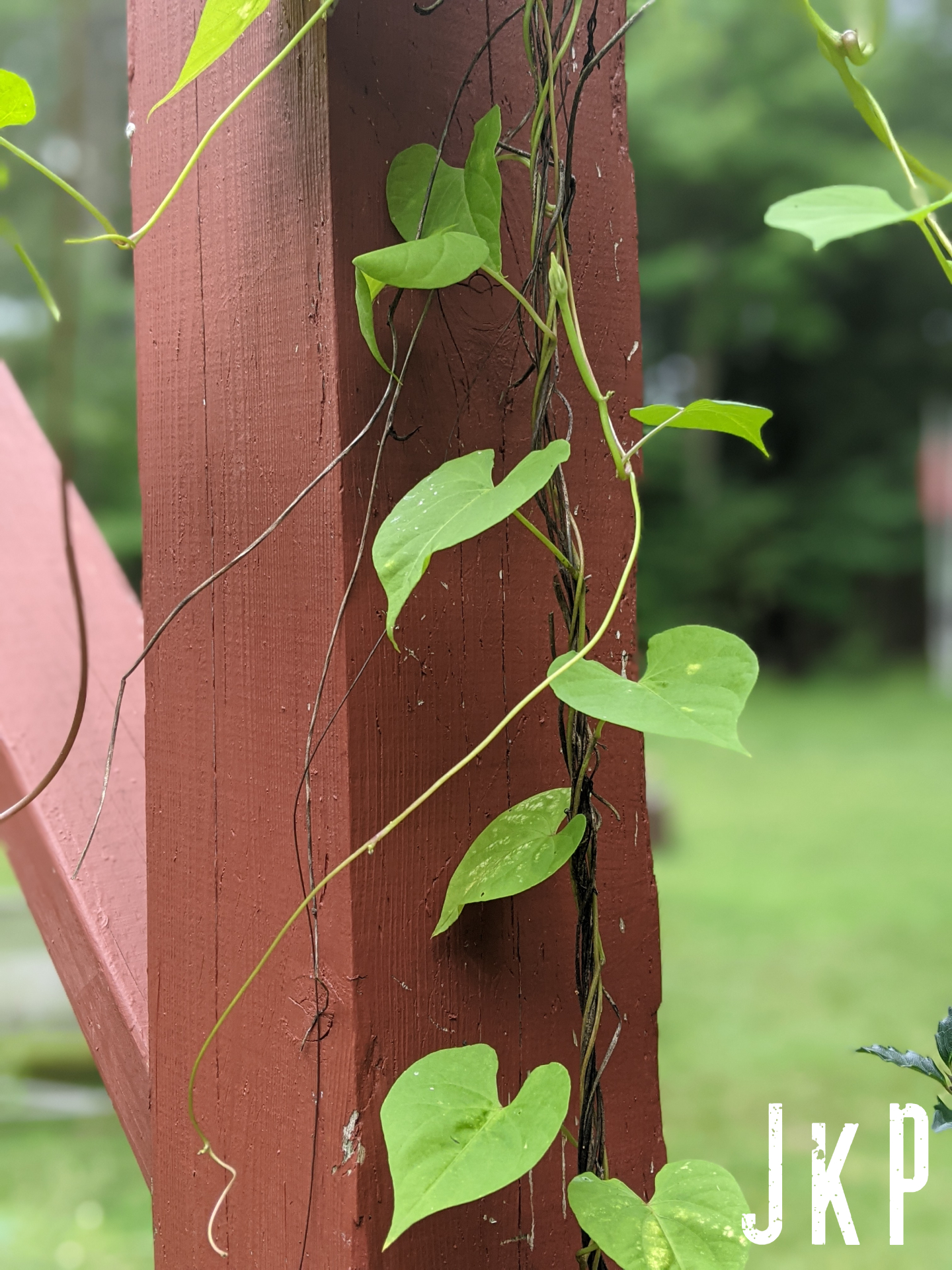 Moring Glory Vine with Red Post