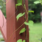 The Morning Glory Vine