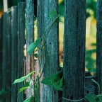 Morning Glories Growing on a Country Wooden Fence