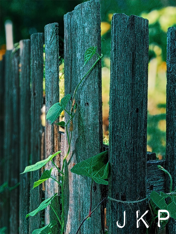 Moring Glory growing on wooden fence