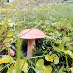 The Mushroom