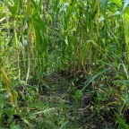 NH Sweet Corn Harvest