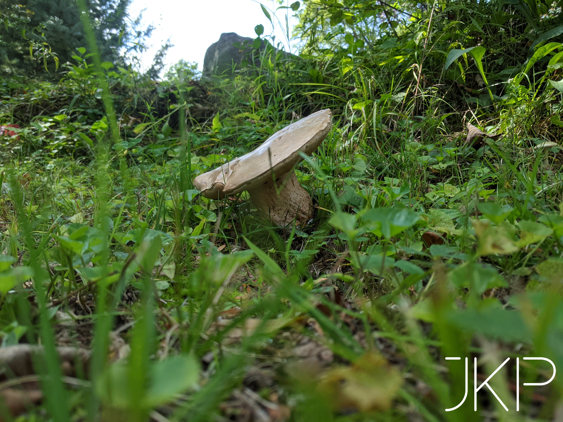 Large brown mushroom