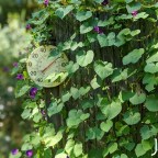 Late Summer Morning Glory Vine