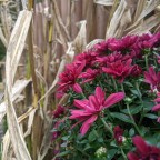 Purple Mums
