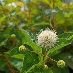 The Buttonbush