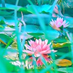 The Water Lily