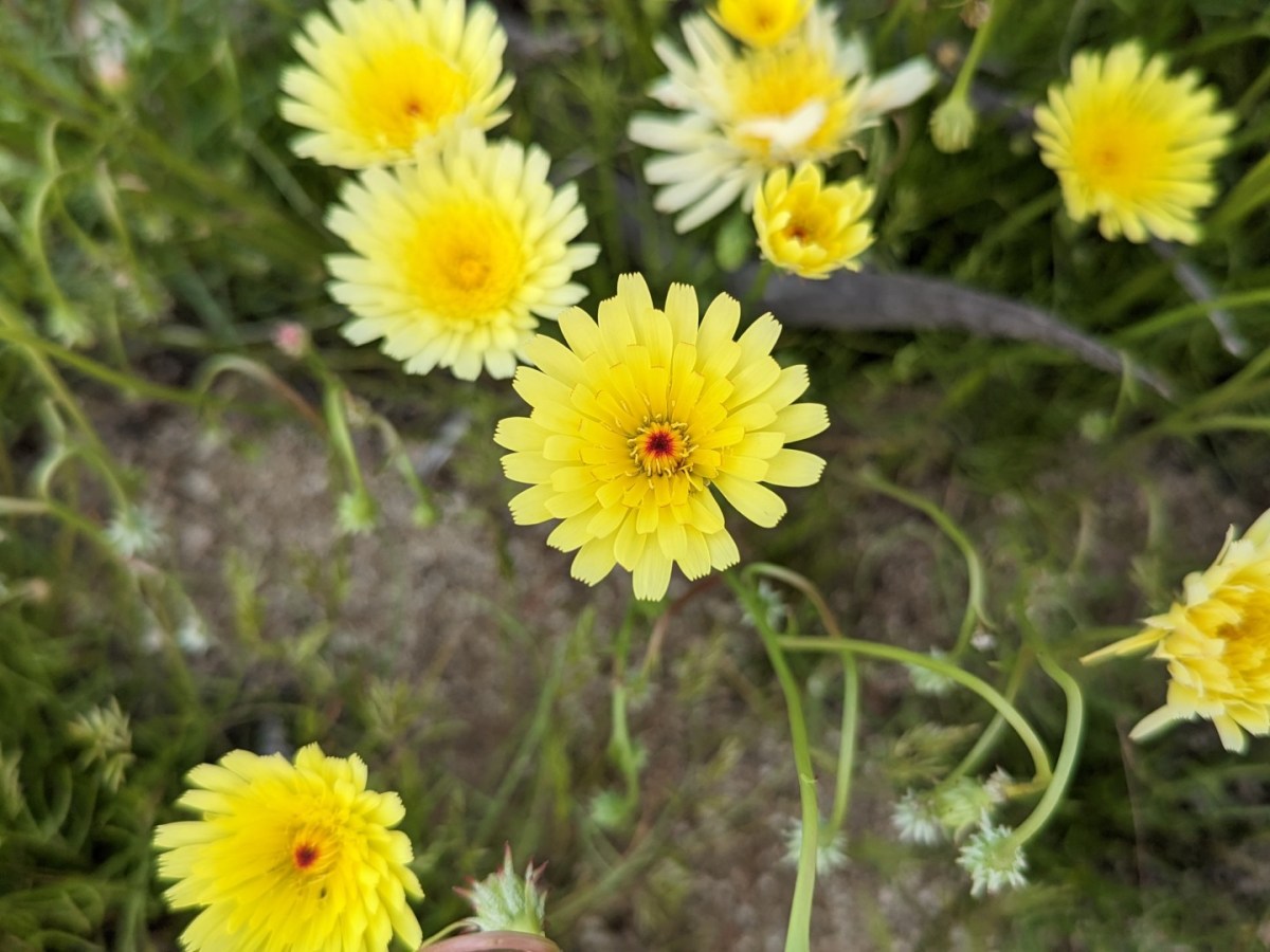 The Desert Dandelion