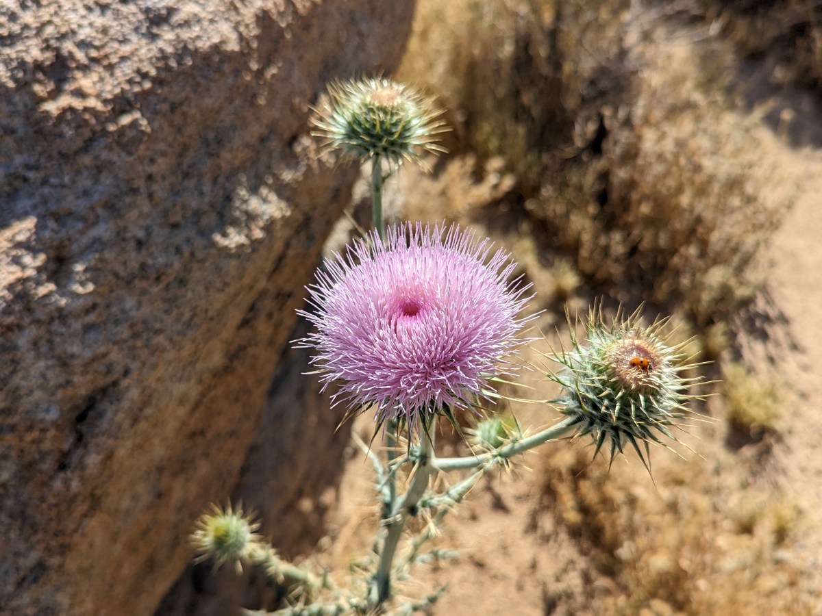 The Desert Thistle