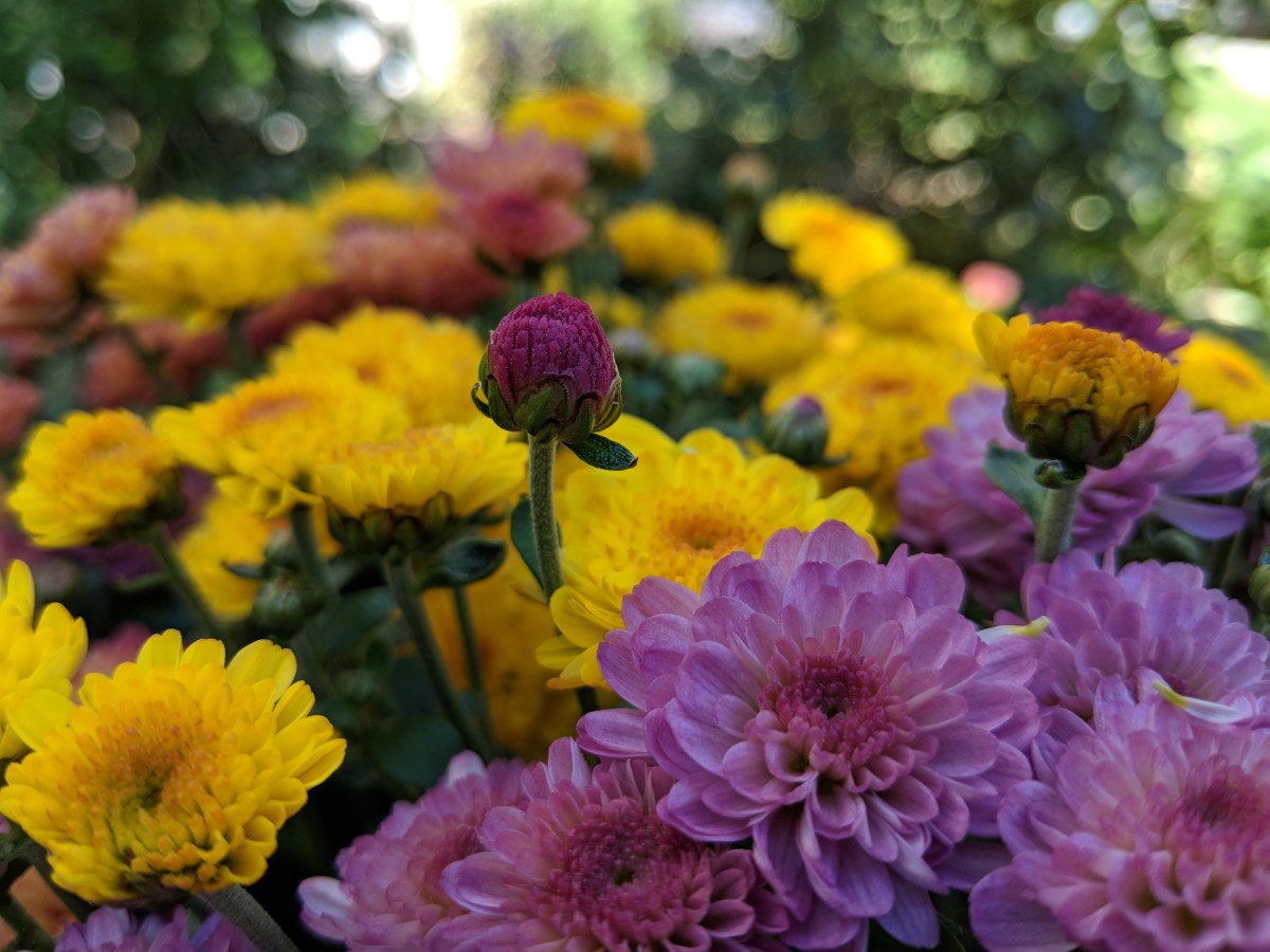 Fall Mums: A Colorful Celebration of the Season