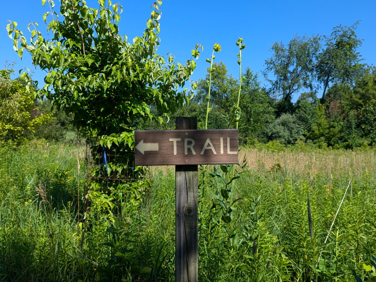 Trail Ahead