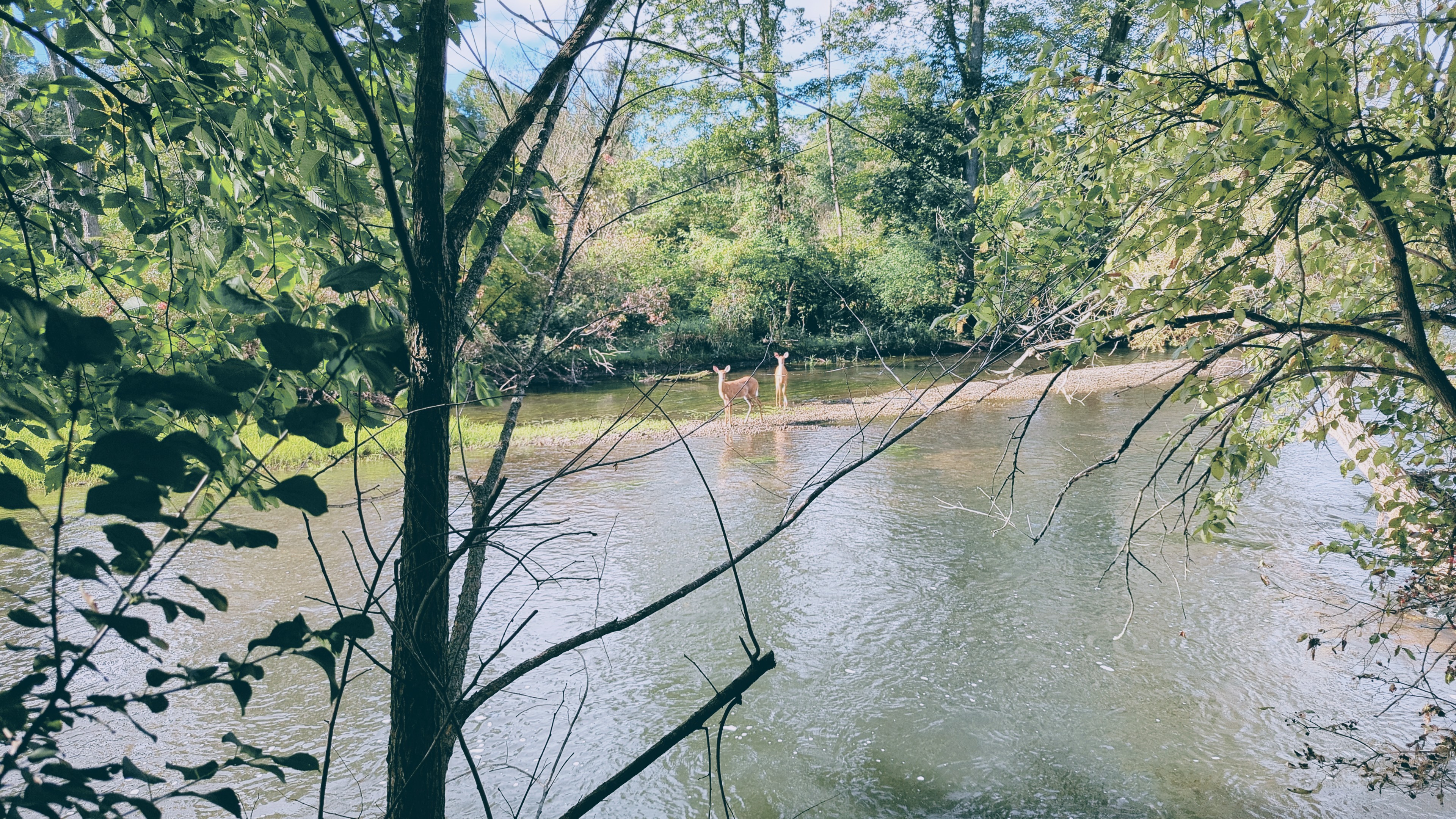 Two Deer Standing in a River, Surrounded by Trees