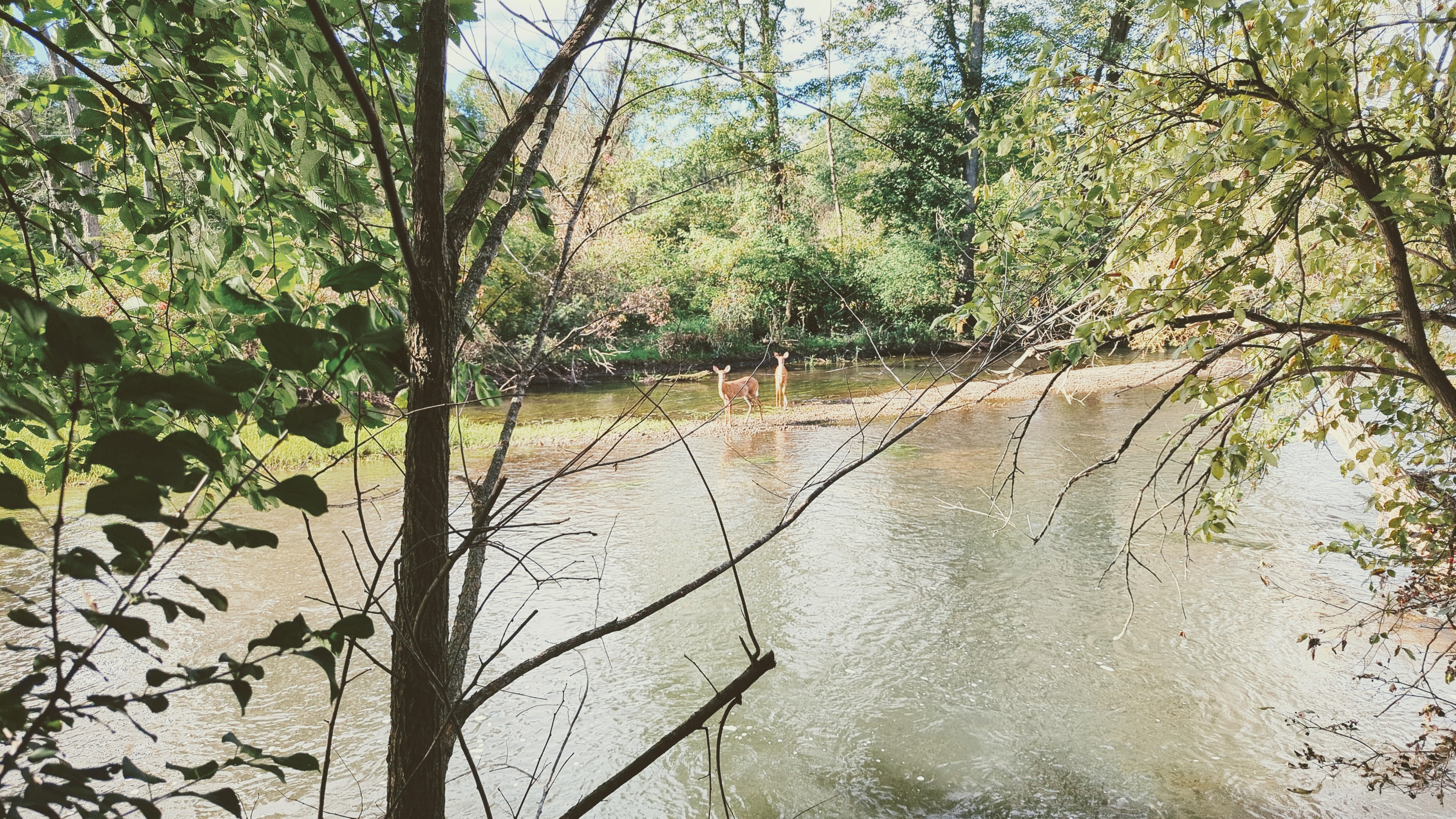 Two Deer Standing in a River, Surrounded by Trees