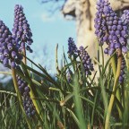 Muscari armeniacum: A Sign of Spring’s Arrival
