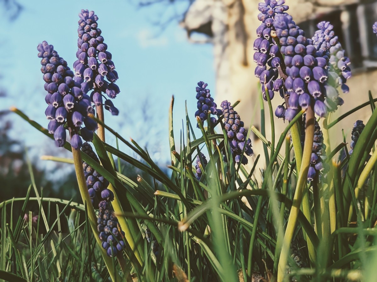Muscari armeniacum: A Sign of Spring’s Arrival