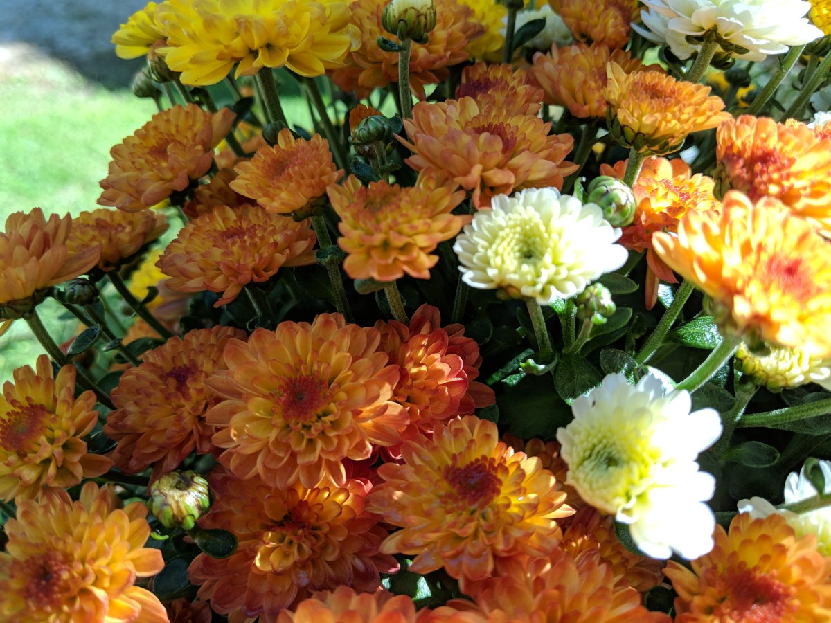Capture the Beauty of Mums II