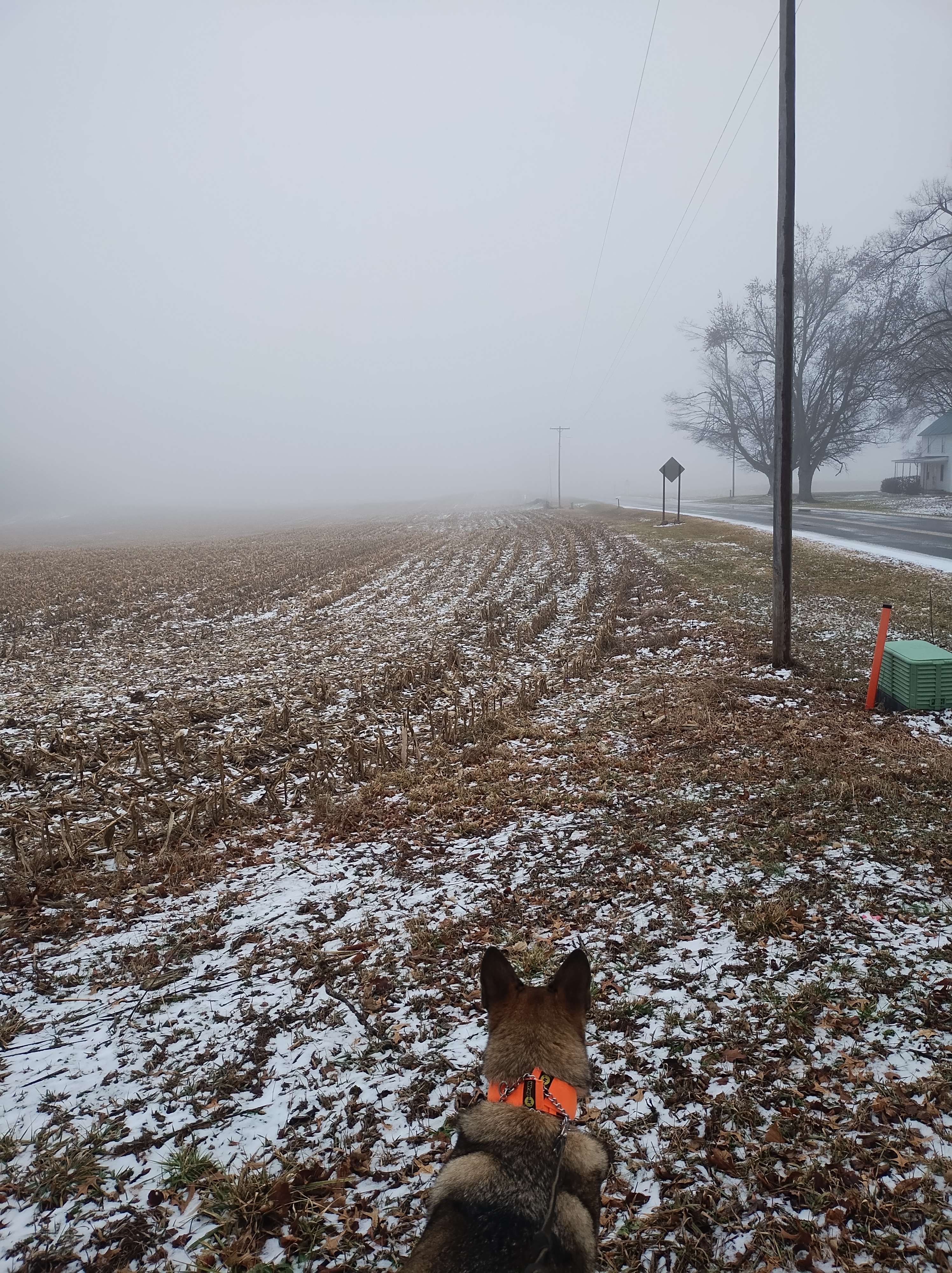 A dog is looking out over a foggy landscape. With a country road disappearing in the distance.