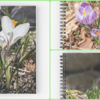 The First Signs of Spring, on your notepad?