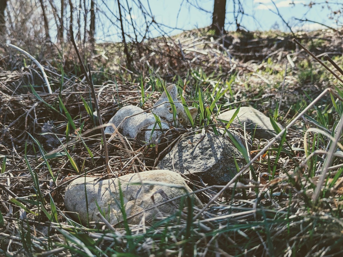 The Garden Guardian – Video