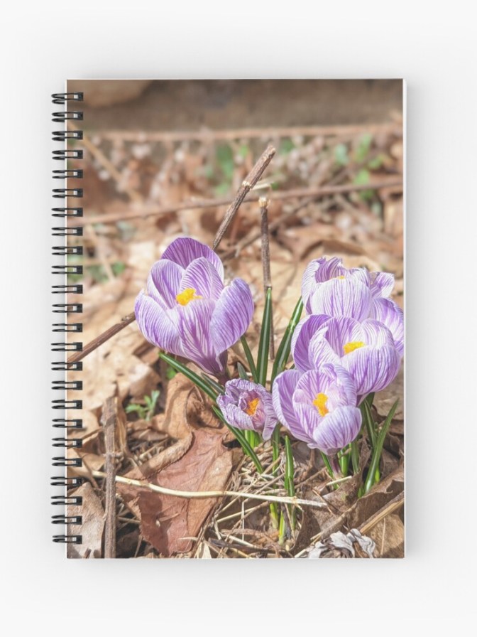 Purple Crocuses