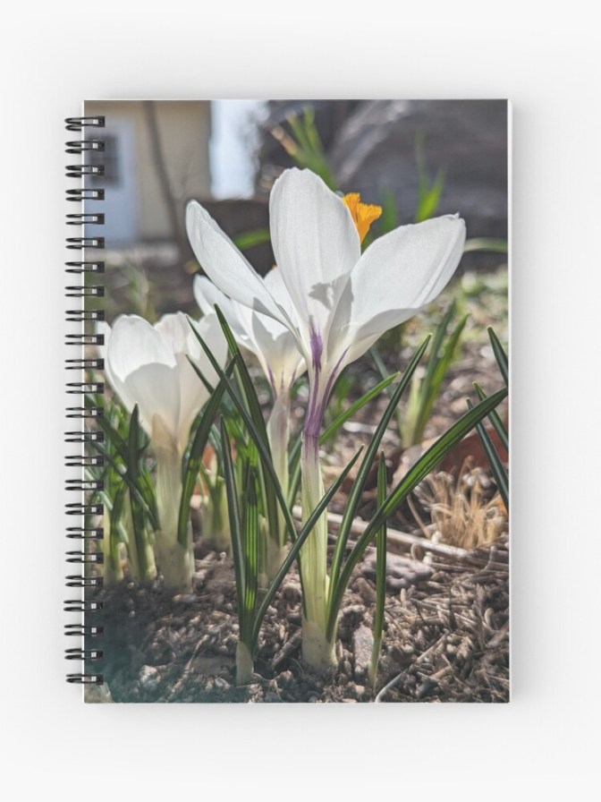 White Crocuses