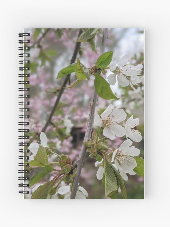 White Cherry Blossom