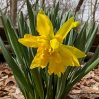Blooming Daffodils