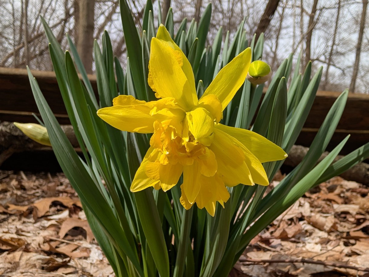 Blooming Daffodils
