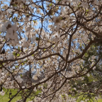 4 Minutes of Flying Through A Magnolia Tree – Video