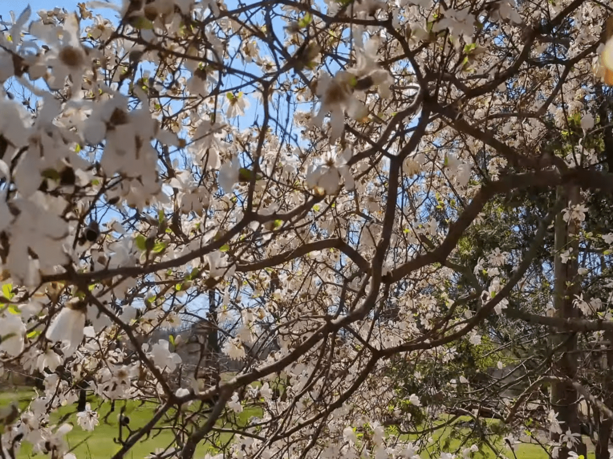4 Minutes of Flying Through A Magnolia Tree – Video