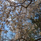Under the Magnolia Tree
