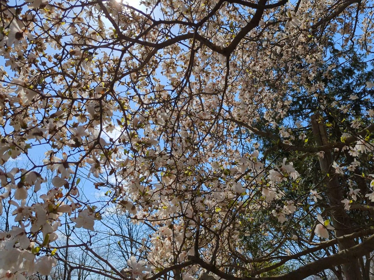 Under the Magnolia Tree