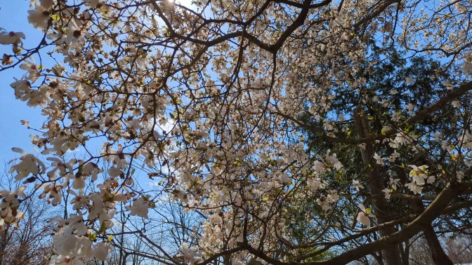 Under the Magnolia Tree