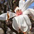 Magnolia Muse