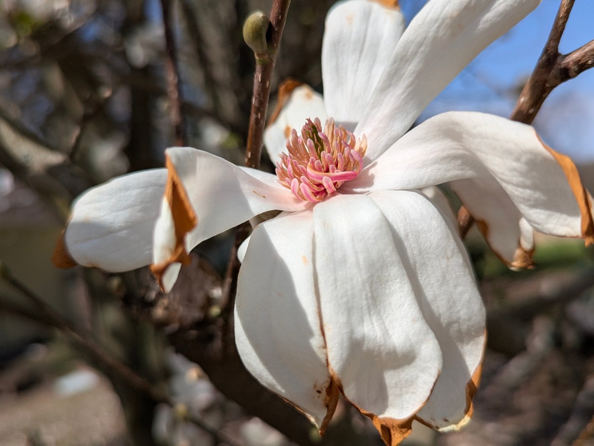 Magnolia Muse