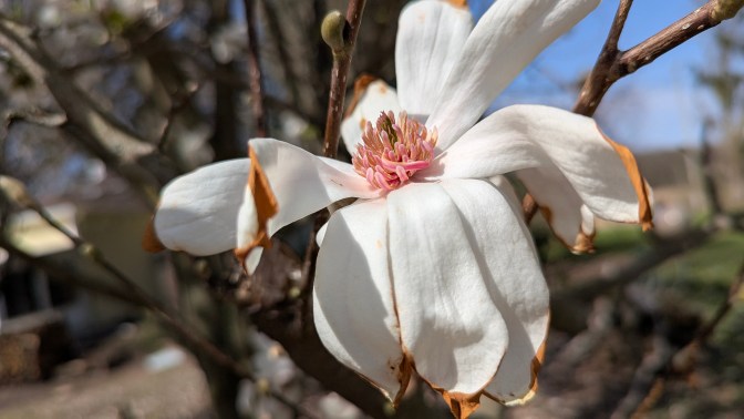 Magnolia flower