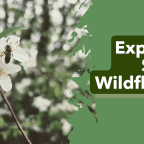 Exploring Spring Wildflowers – Video