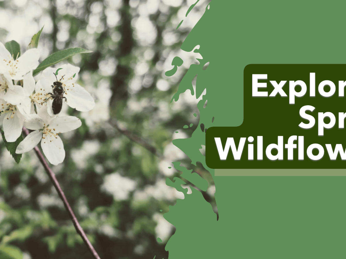 Exploring Spring Wildflowers – Video