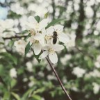 Spring Buzz