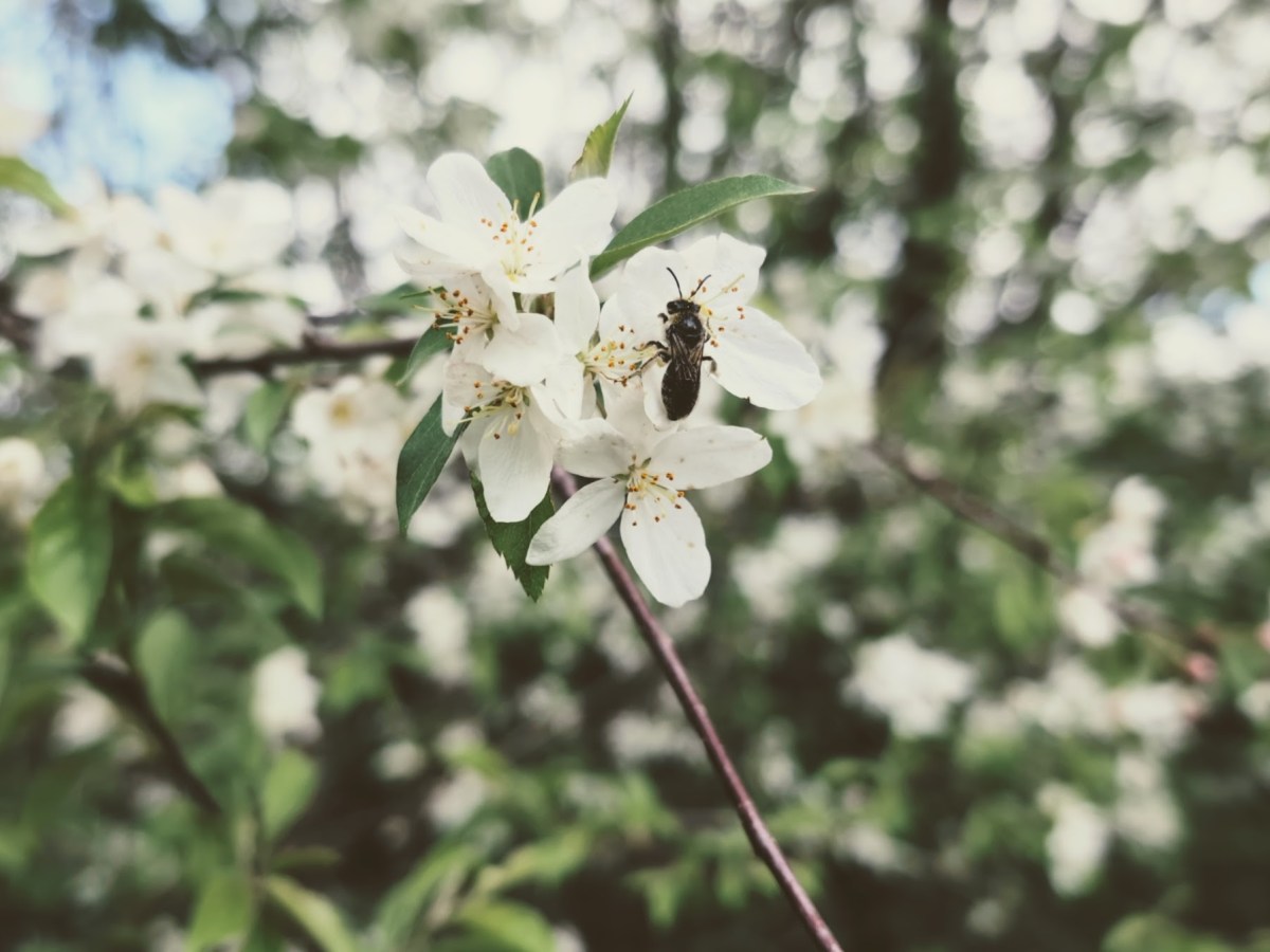 Spring Buzz