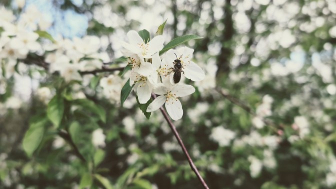 A bee resting on a white flowering tree