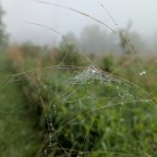 Suspended Drops