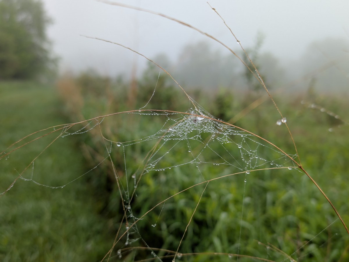 Suspended Drops
