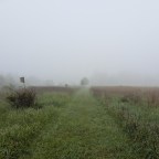 Whispers in the Mist